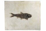 Fossil Fish (Knightia) - Green River Formation #189267-1